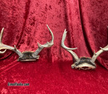 Sitka Blacktail Deer Antlers on Skull cap